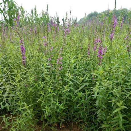 千屈菜杯苗 千屈菜工程苗 花序长花期长 昊诚花卉