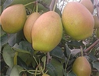 山东梨树苗品种种植基地