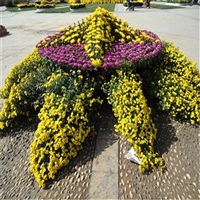 园林基地出货 批发大菊花 大菊花价格 服务放心可靠