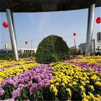 园林基地出货 大菊花种植基地 大菊花批发基地 销售厂家电话
