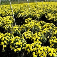 苗圃基地 大菊花种植 盆栽菊花小苗 生产厂家_欢迎咨询