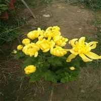 湖南 花卉大花菊花苗 菊花种苗供应 诚信企业推荐