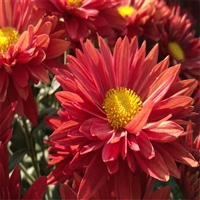 北京 大菊花苗 菊花种苗供应 品种多样