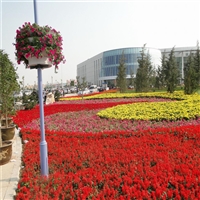 园林基地出货 花卉大花菊花苗 大菊花工程苗 花海草花造型苗