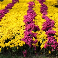 河北 批发大菊花 千头菊价格 花海草花造型苗