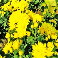 厂家花卉推荐 批发地被大菊花苗 国庆菊价格 诚信企业推荐