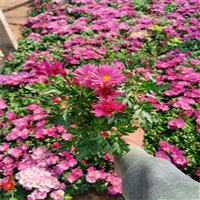 陕西 大花菊花苗 大菊花容器苗 常用解决方案
