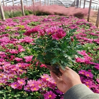 园林基地出货 批发地被大菊花苗 大菊花批发基地 销售厂家电话