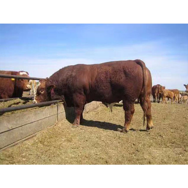 蒙古牛是什么品种图片