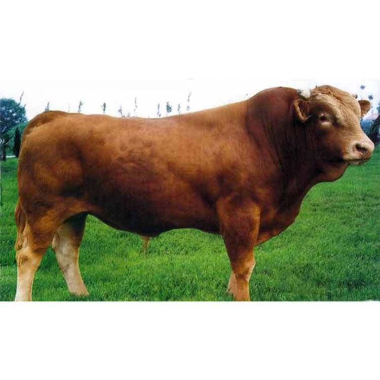 江苏 改良利木赞牛 利木赞牛肉牛苗 养殖价格