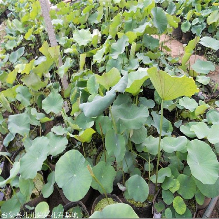 台安自产自销耐寒荷花苗荷花种苗基地品种丰富苗质好