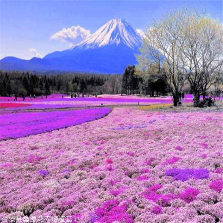 现货花苗芝樱营养袋芝樱针叶天蓝绣球鑫源