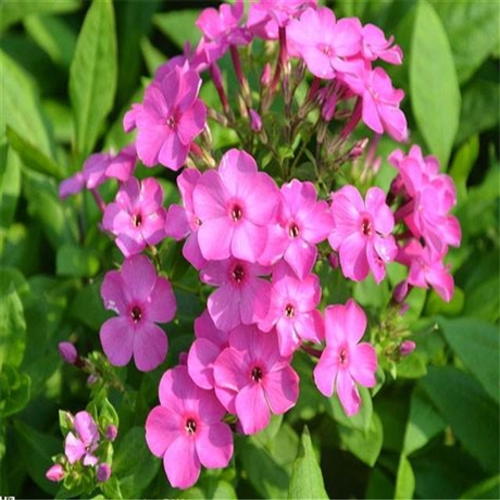 福禄考种植基地 别称草夹竹桃 昊诚花卉 东北福禄考价格