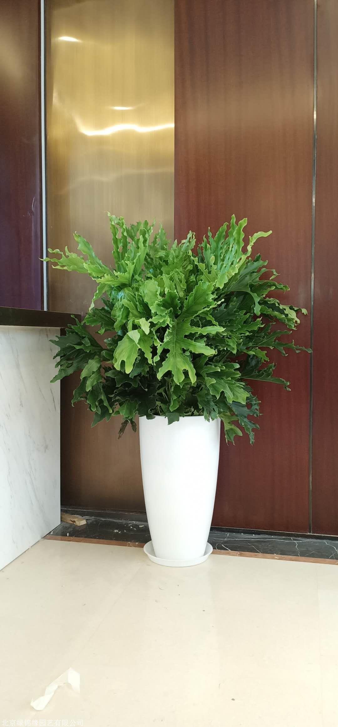 北京绿植花卉租摆