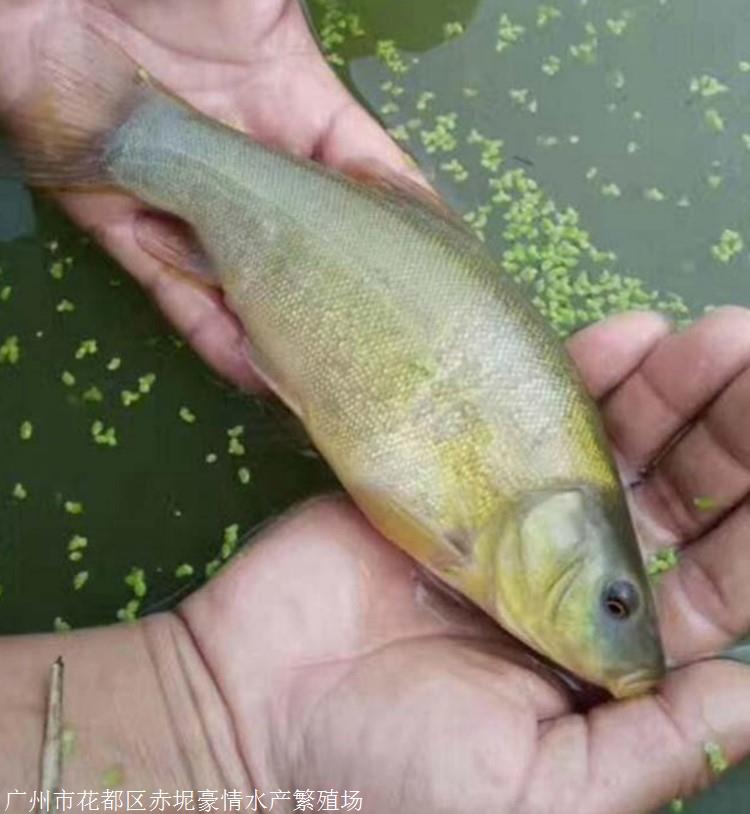 鸭嘴鱼苗,黄骨鱼鱼苗,澳洲龙虾苗,新吉富鱼苗,银鳕鱼苗,丁桂鱼苗,甲鱼