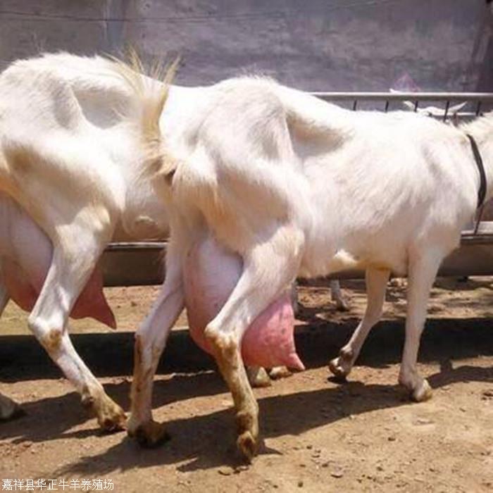 波尔山羊产羔率多少 波尔山羊出肉率 山羊养殖技术 山羊羊粪