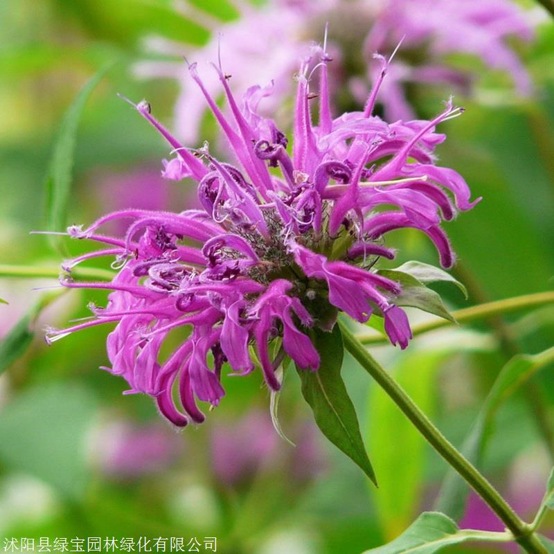 批發優質草本花卉種 美國薄荷種子 觀賞植物美國薄荷 草花種子