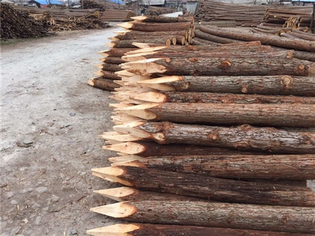 杉木桩 河道木桩打桩木桥梁建筑 不断裂循环使用木头尖