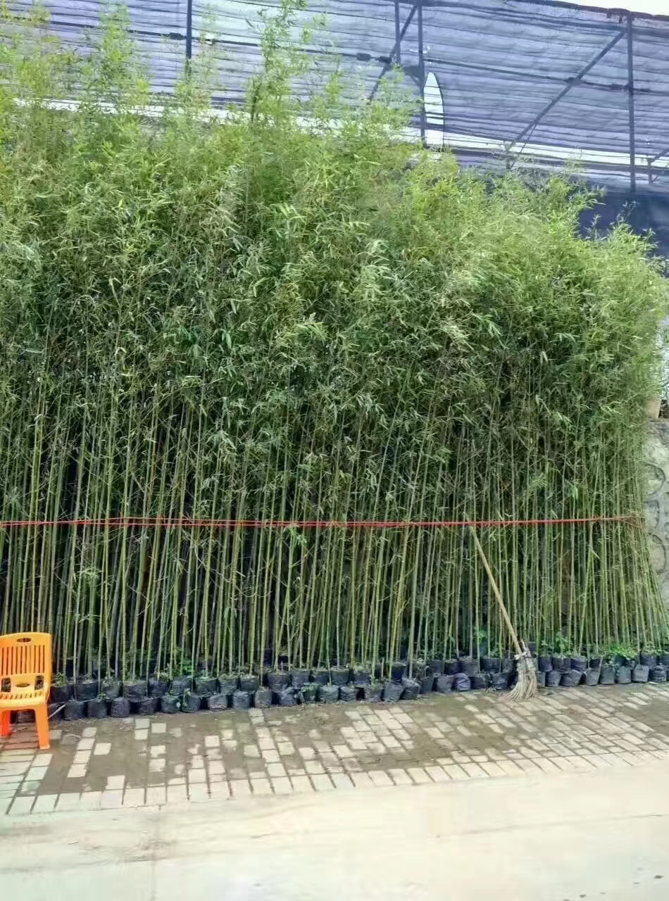 深圳竹子批发,竹子批发基地,竹子种植养护,竹子批发市场