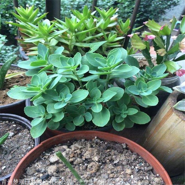 八宝景天粉色 济南耐寒八宝景天 花期8月 9月 梦瑶