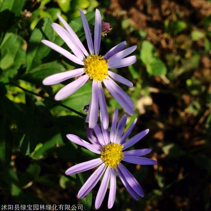 紫菀批發優質種籽 耐寒草花花籽 庭院植物盆栽景觀-搜了網