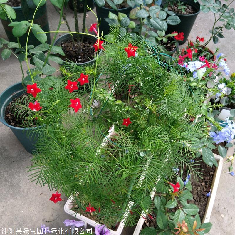 狗牙根种子发芽温度