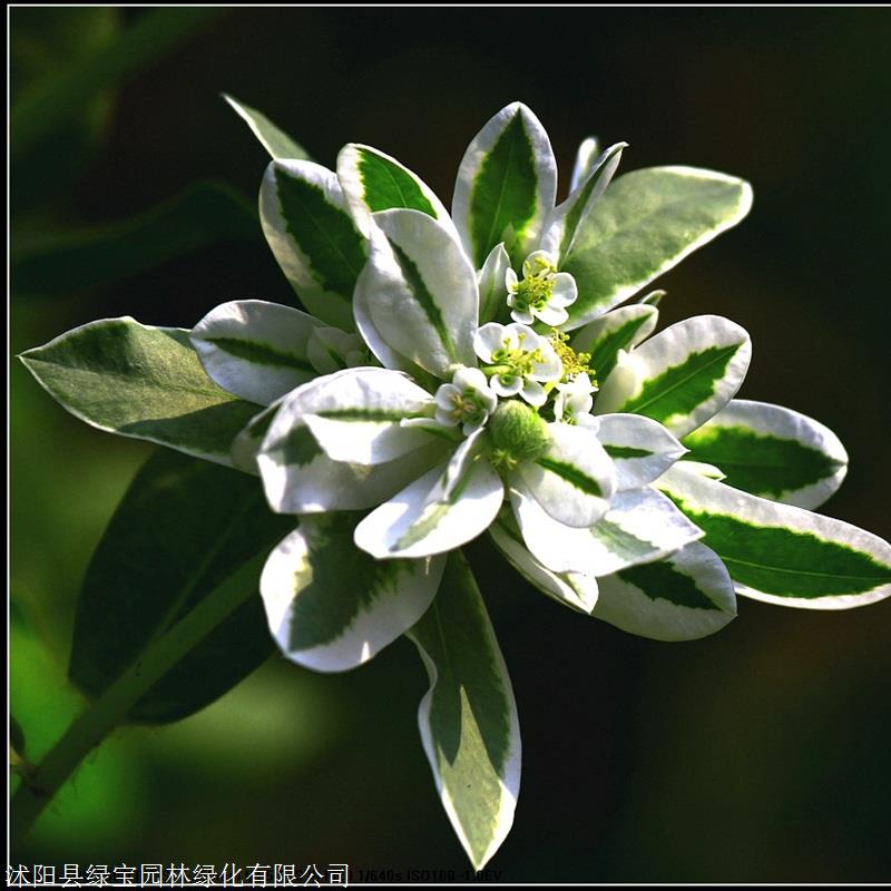 狗牙根草坪种子批发