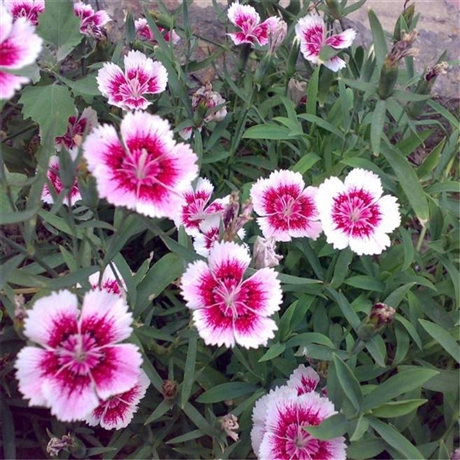 现货供应批发美国石竹冷型地被石竹山东潍坊石竹货源向亮