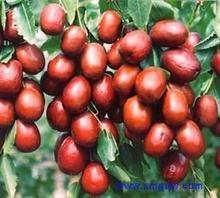 大枣提取物大枣多糖