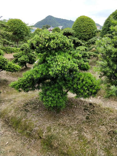 羅漢松動物造型造型羅漢松樹苗報價造型樹