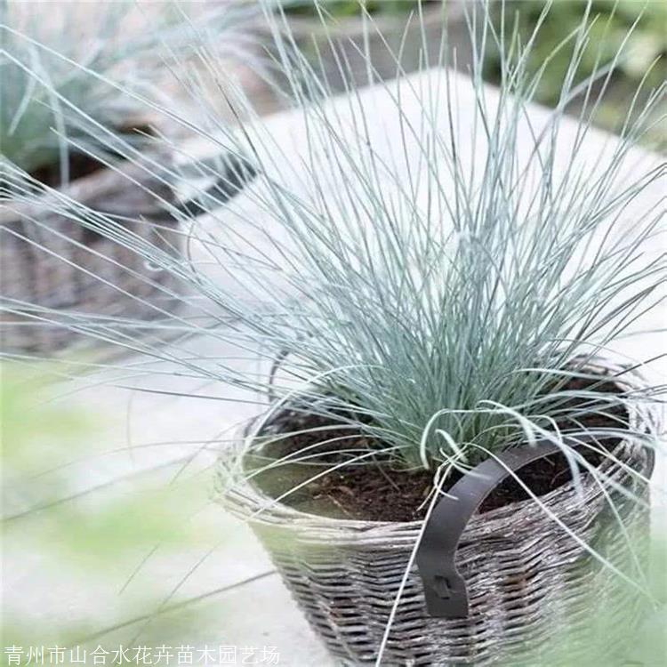 观赏草草种 河北耐寒蓝羊茅批发 花坛花镜植物 山合水