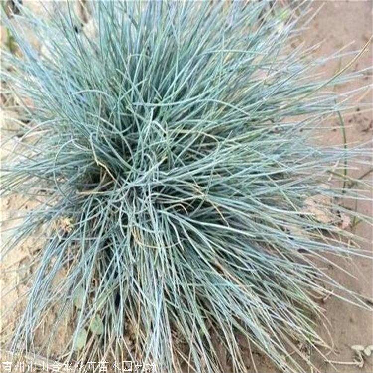觀賞草草種 河北耐寒藍羊茅批發 花壇花鏡植物 山合水