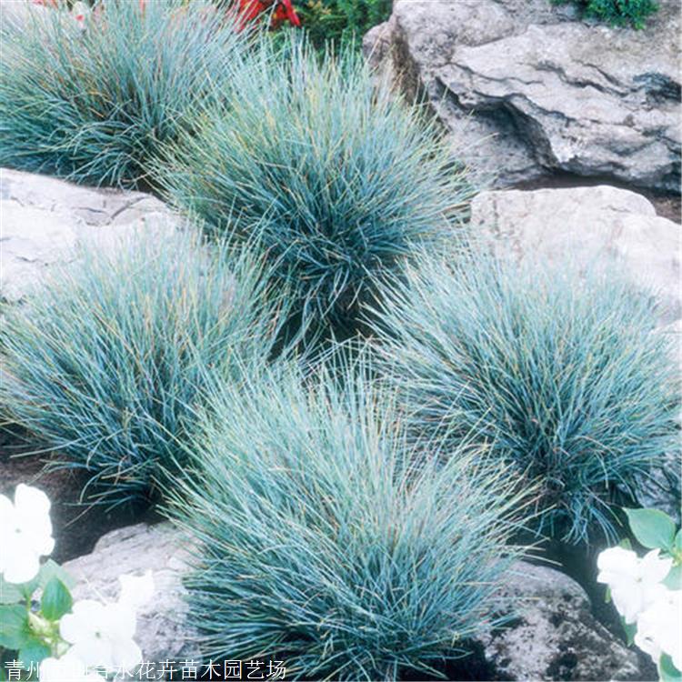 觀賞草草種 河北耐寒藍羊茅批發 花壇花鏡植物 山合水