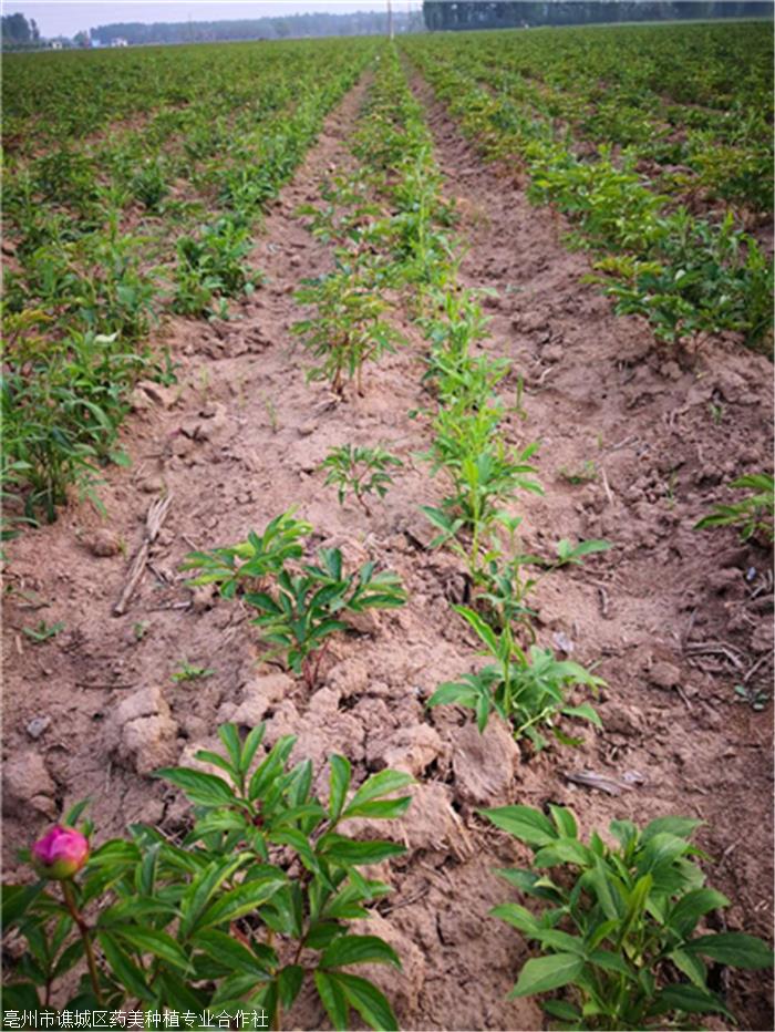 观赏芍药苗观赏芍药苗价格