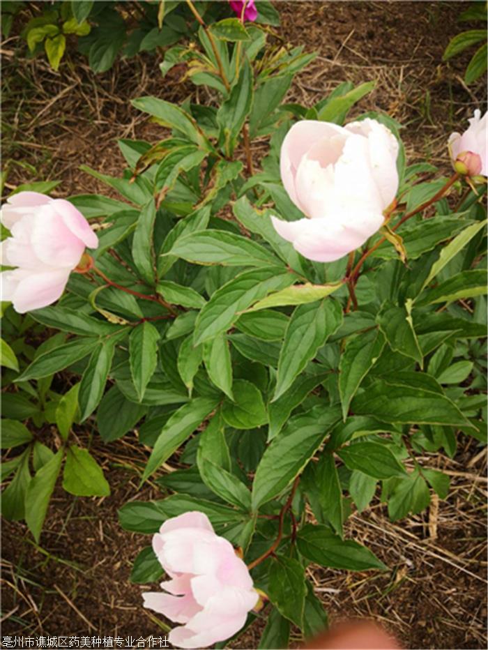 芍药花苗芍药苗图片