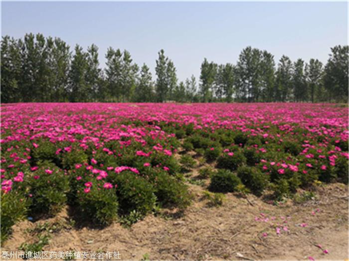 芍药花怎么种植(芍药花怎么种植才能开花)