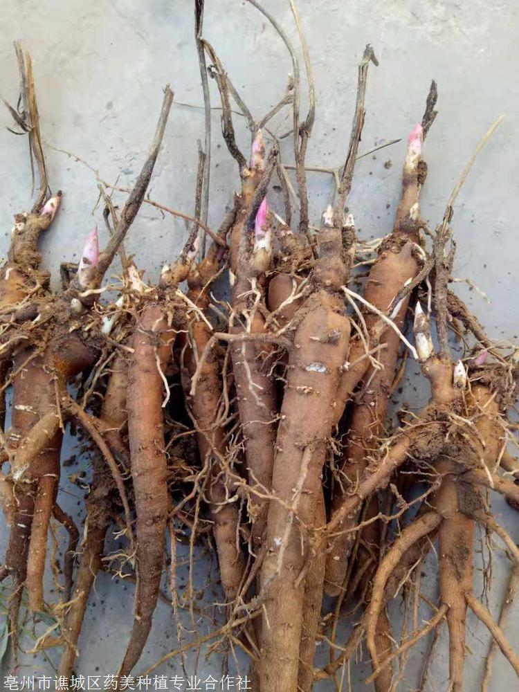 芍药花苗签订合同