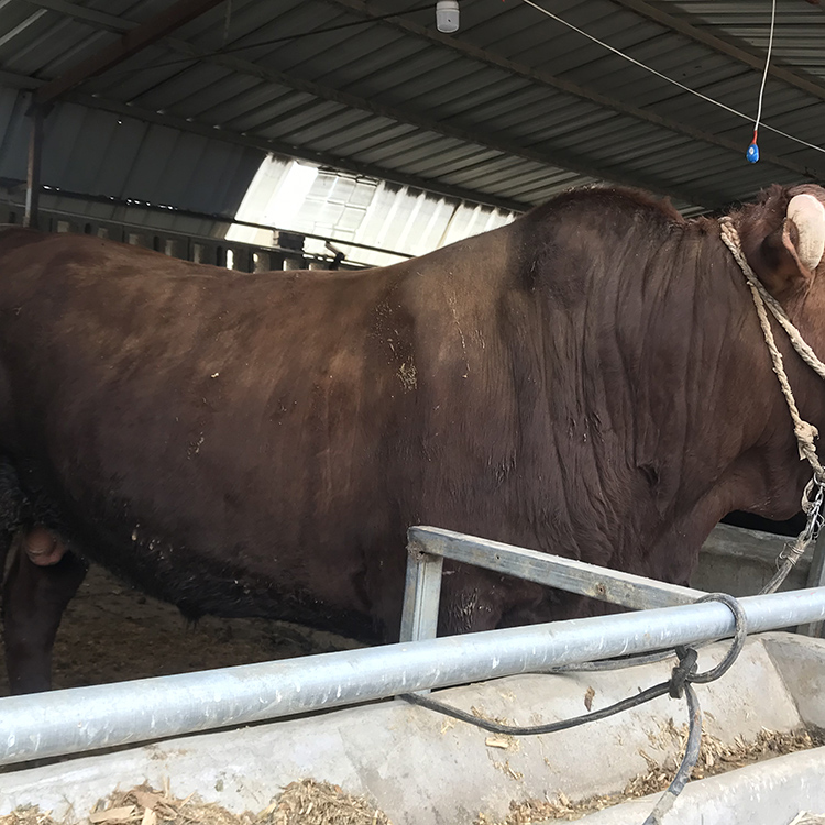 利木赞牛肉牛小牛犊出售纯种利木赞牛利木赞牛厂家供应