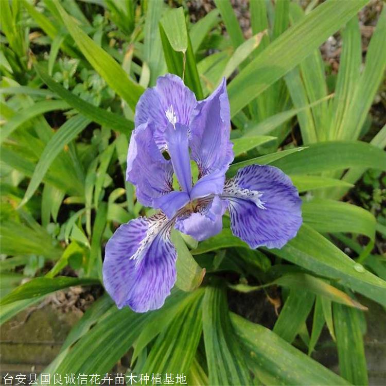 蓝蝴蝶鸢尾批发 蓝蝴蝶蓝花鸢尾 大量批发供应 国良花卉