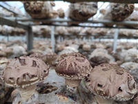 香菇菌棒批发 优质出口香菇菌棒批发 厂家直销