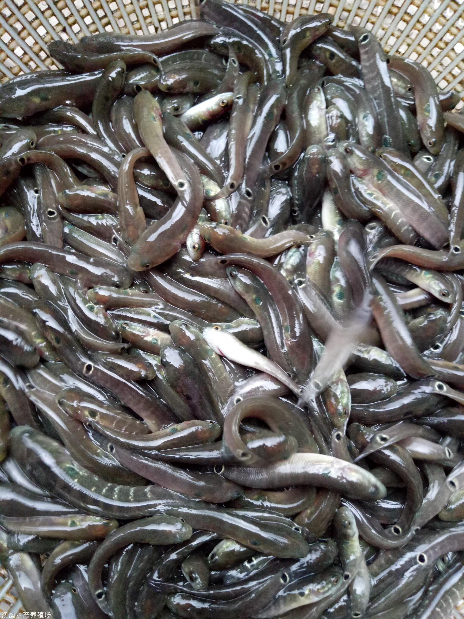 七星鱼苗养殖模式指导月鳢鱼苗选购澳渔水产种苗公司