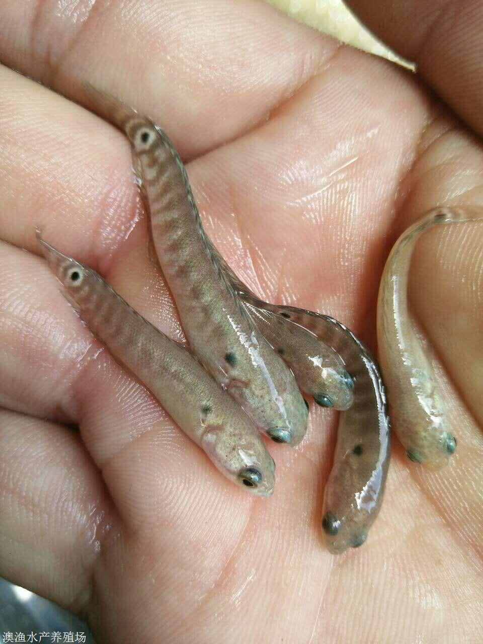 七星鱼苗养殖模式指导月鳢鱼苗选购澳渔水产种苗公司