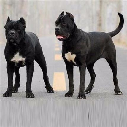 高品质双血统皇家护卫犬 卡斯罗犬价格