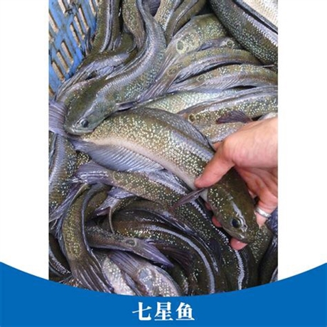 贵州省出售七星鱼苗月鳢鱼苗花鱼苗批发及其他品种