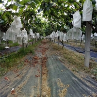 山东花卉除草布生产厂家 防草布专用地布钉 蓝莓防草布地布铺设方法