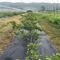 临沂抗老化防草布生产商 苹果苗木防草地布 金银花种植打孔防草布价格