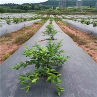 四川防草布果园除草布生产厂家 蓝莓滴灌除草布 花卉苗圃园艺地布