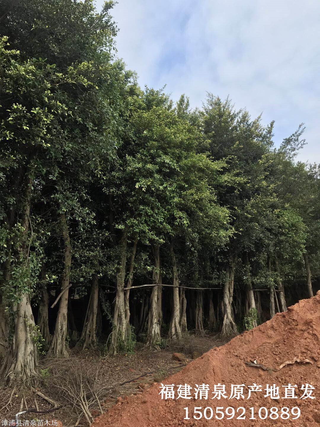 福建原产地直发30公分小叶榕绿化树