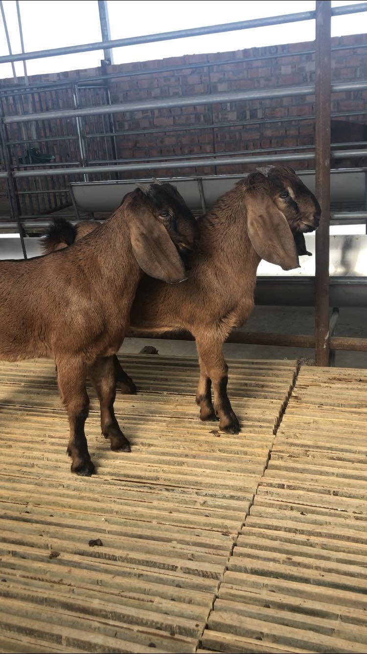 正宗简阳大耳羊种羊大耳羊价格