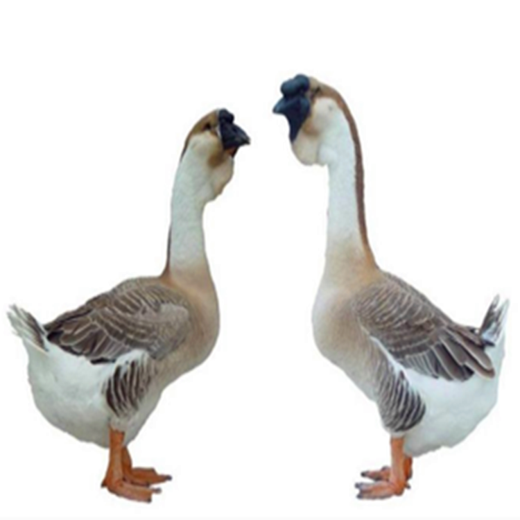 狮头鹅鹅苗批发 什么地方有卖狮头鹅苗的